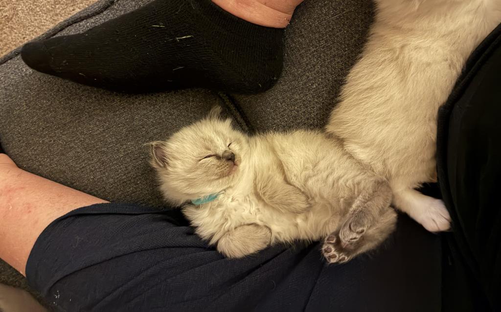 Meet My Sweet Mo And His Sister's photo 8
