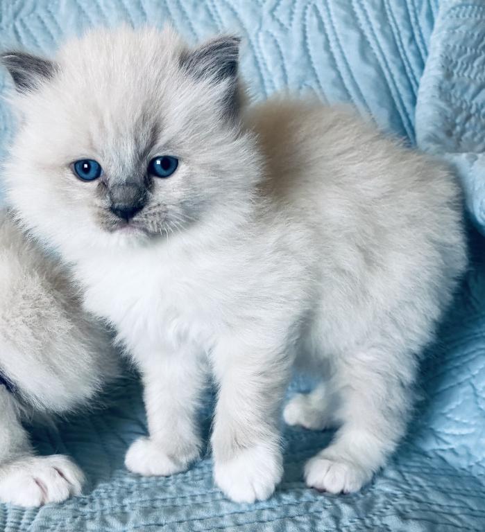 Meet My Sweet Mo And His Sister's photo 1