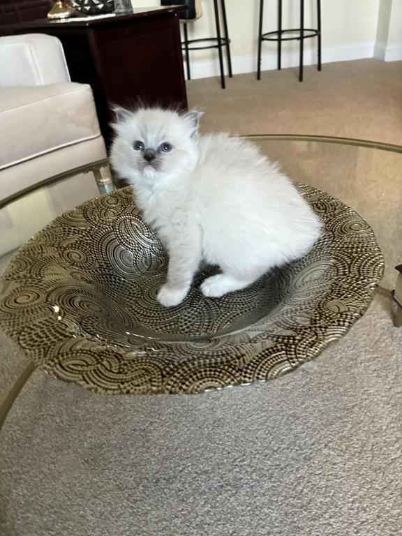 Meet My Sweet Mo And His Sister's photo 15