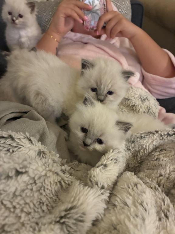 Meet My Sweet Mo And His Sister's photo 7