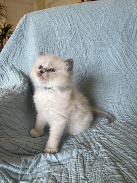 Meet My Sweet Mo And His Sister's photo 23