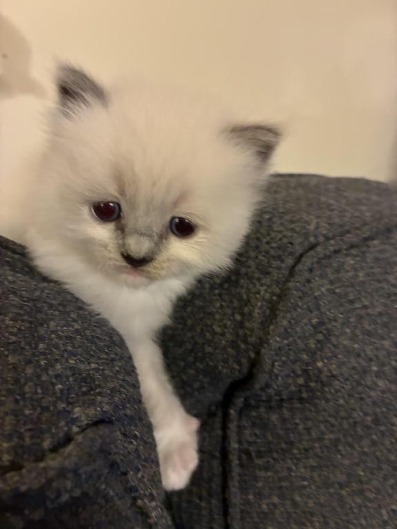 Meet My Sweet Mo And His Sister's photo 6