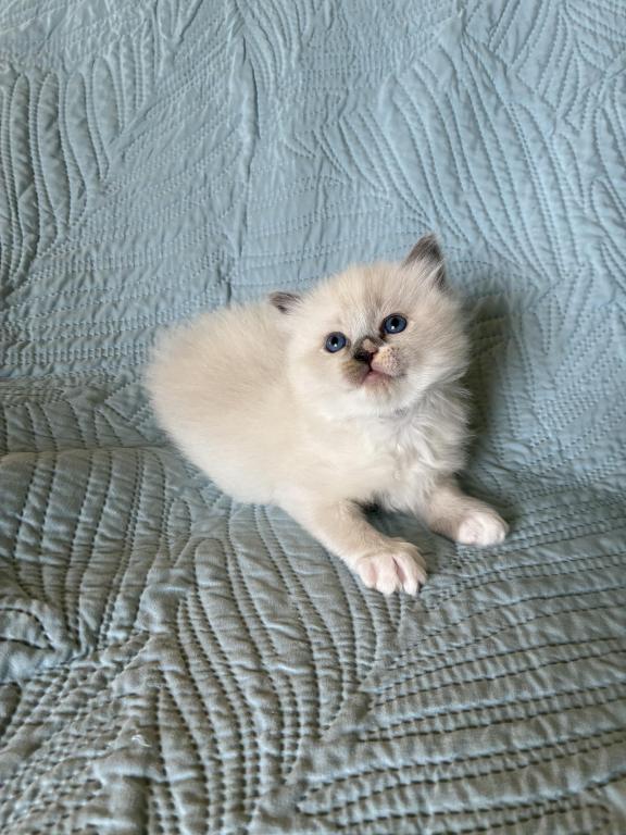 Meet My Sweet Mo And His Sister's photo 21