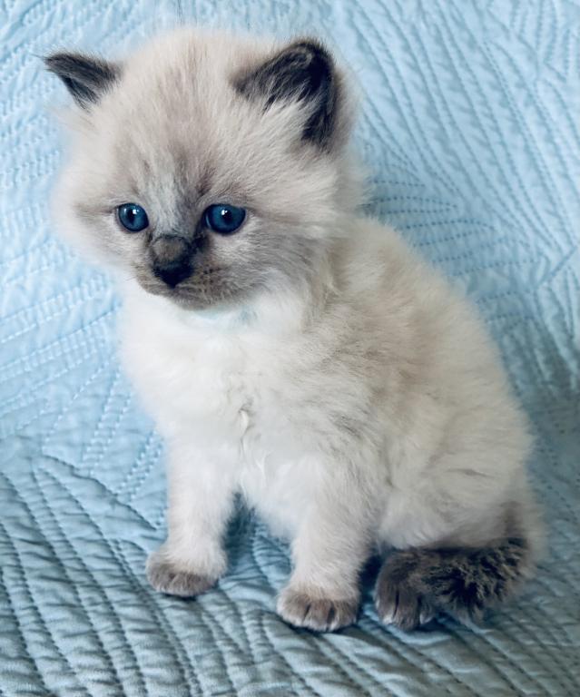 Meet My Sweet Mo And His Sister's photo 26