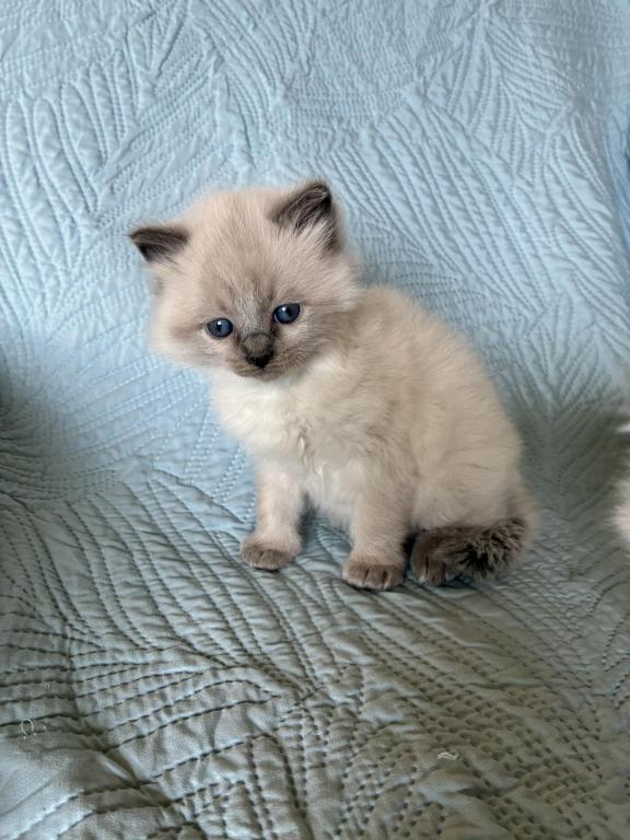 Meet My Sweet Mo And His Sister's photo 24