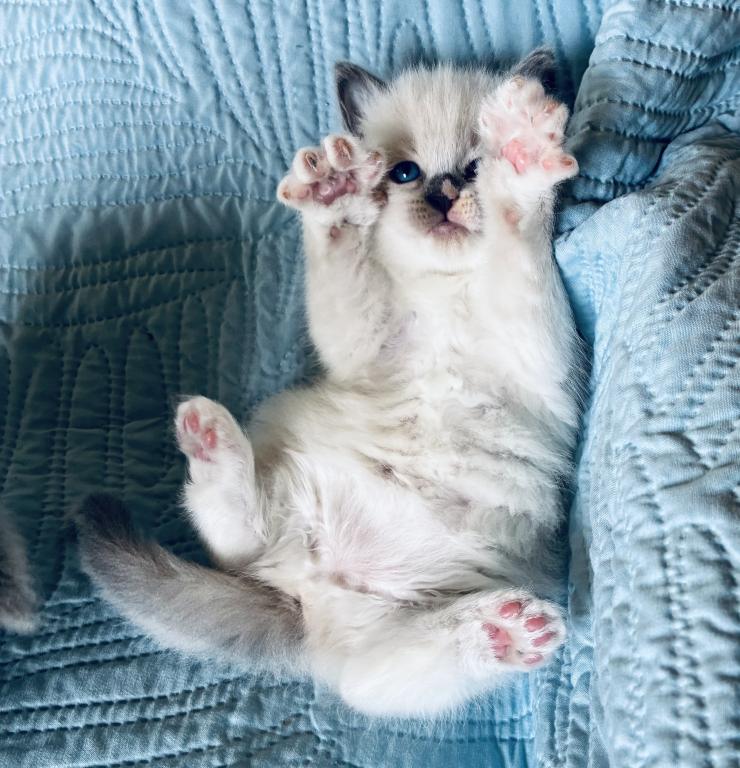 Meet My Sweet Mo And His Sister's photo 19