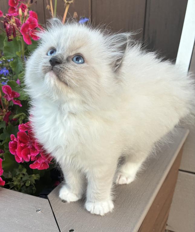 Meet My Sweet Mo And His Sister's photo 3