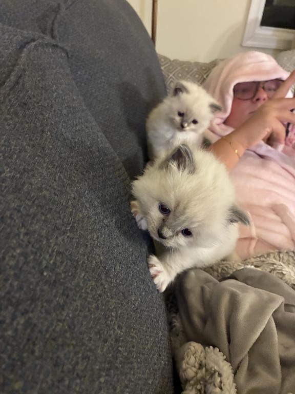 Meet My Sweet Mo And His Sister's photo 9