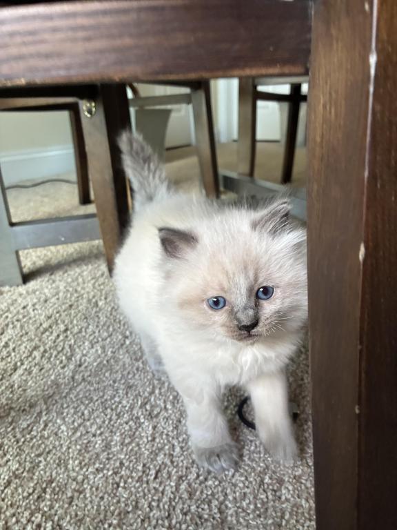 Meet My Sweet Mo And His Sister's photo 12