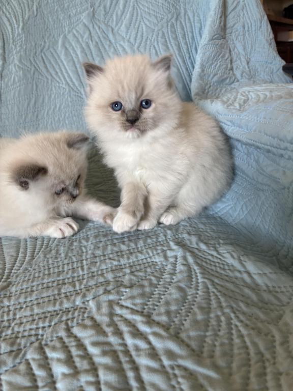 Meet My Sweet Mo And His Sister's photo 25