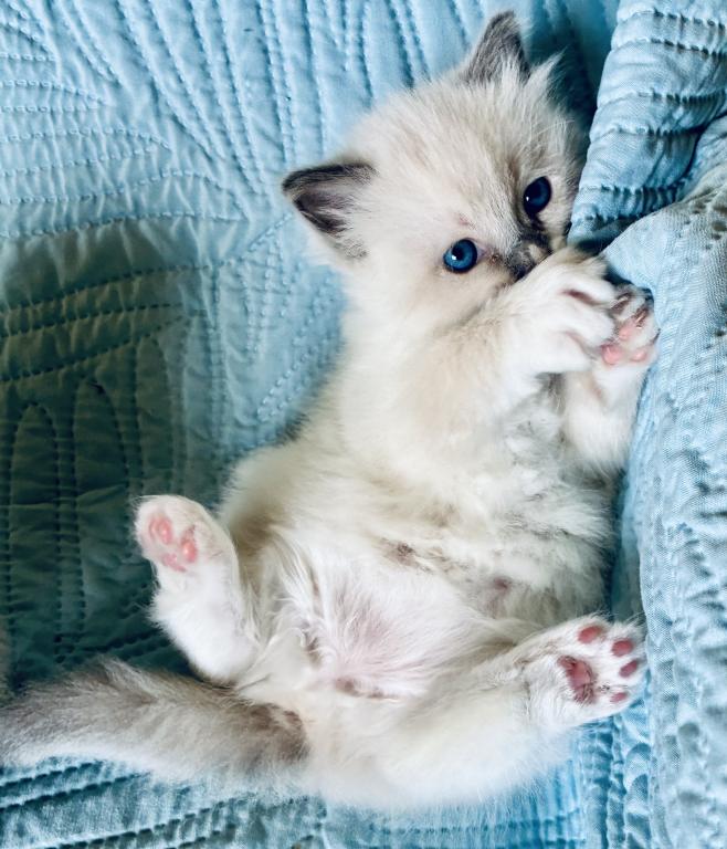 Meet My Sweet Mo And His Sister's photo 18