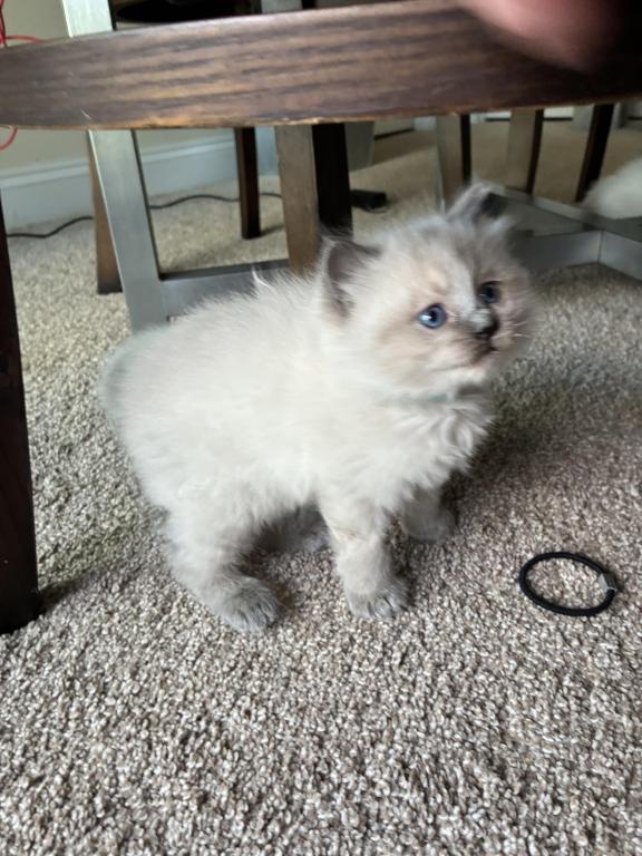 Meet My Sweet Mo And His Sister's photo 14