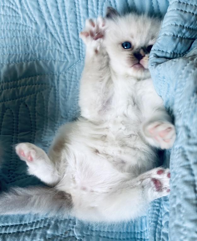 Meet My Sweet Mo And His Sister's photo 20