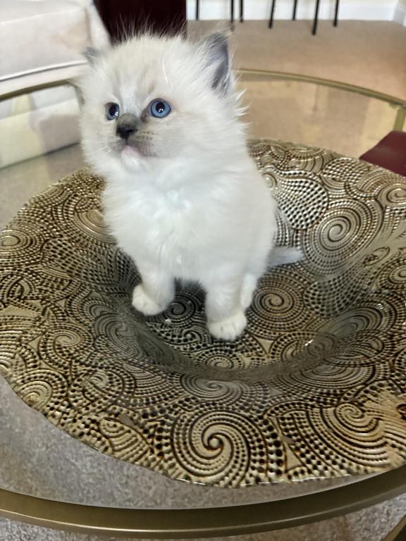 Meet My Sweet Mo And His Sister's photo 16