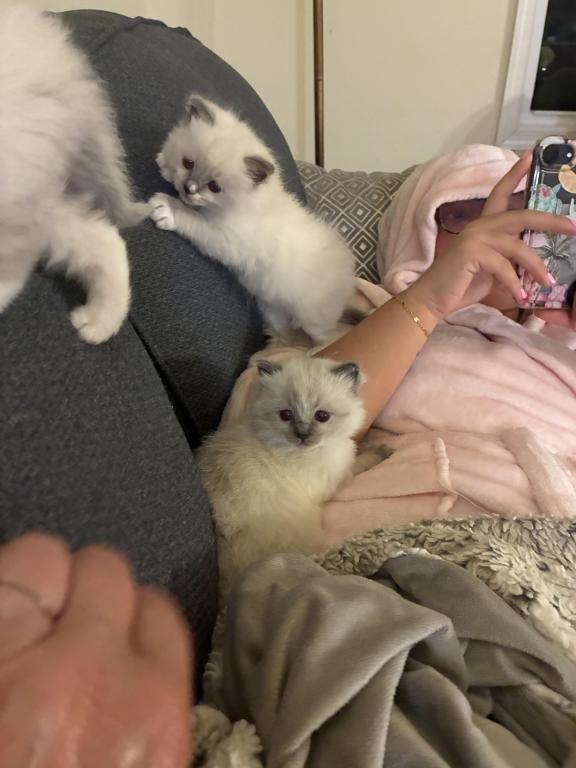 Meet My Sweet Mo And His Sister's photo 11