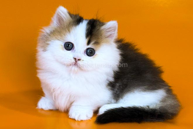 Yestin Golden Bicolor Minuet Munchkin Short Legs photo 1