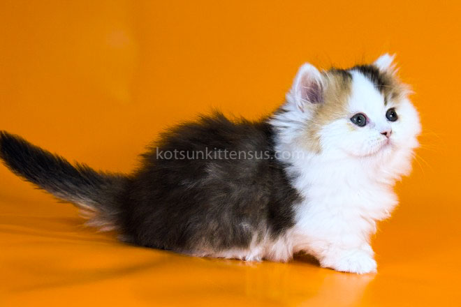 Yestin Golden Bicolor Minuet Munchkin Short Legs photo 9
