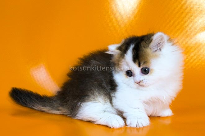 Yestin Golden Bicolor Minuet Munchkin Short Legs photo 5