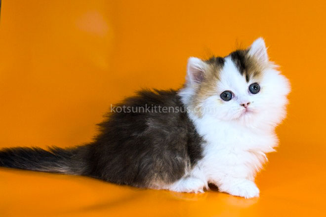 Yestin Golden Bicolor Minuet Munchkin Short Legs photo 6