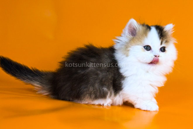 Yestin Golden Bicolor Minuet Munchkin Short Legs photo 7