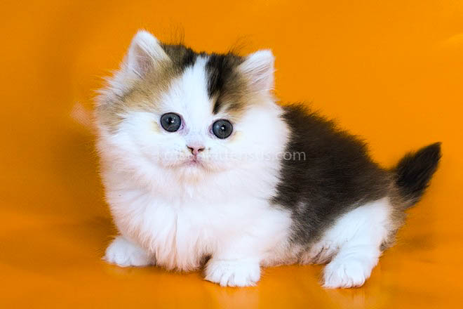 Yestin Golden Bicolor Minuet Munchkin Short Legs photo 8