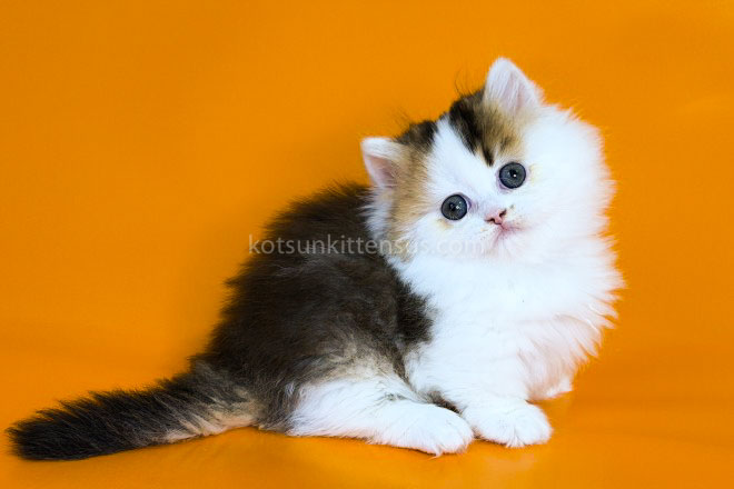 Yestin Golden Bicolor Minuet Munchkin Short Legs photo 4