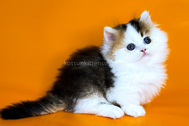 Yestin Golden Bicolor Minuet Munchkin Short Legs photo 3