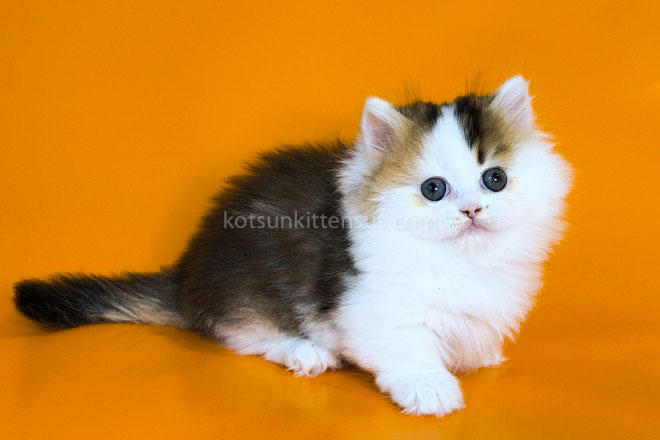 Yestin Golden Bicolor Minuet Munchkin Short Legs photo 2