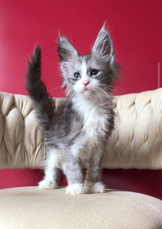 Maine Coon EZ Yan photo 2