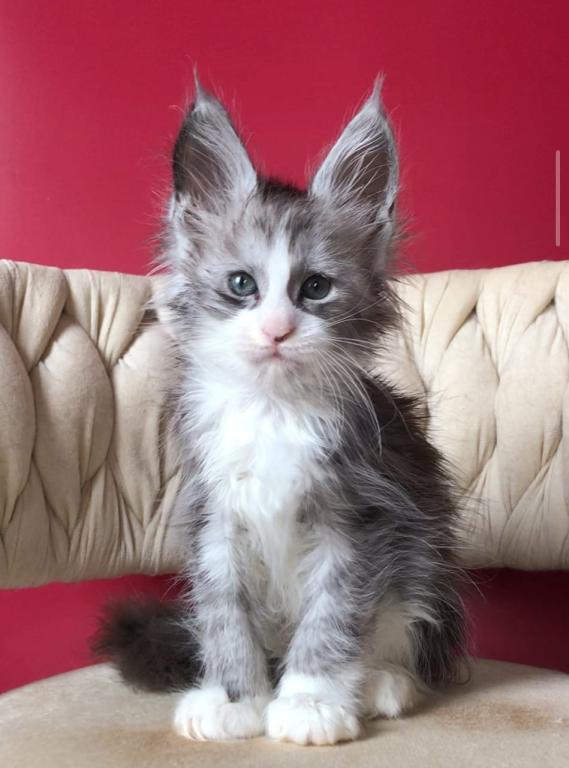 Maine Coon EZ Yan photo 1
