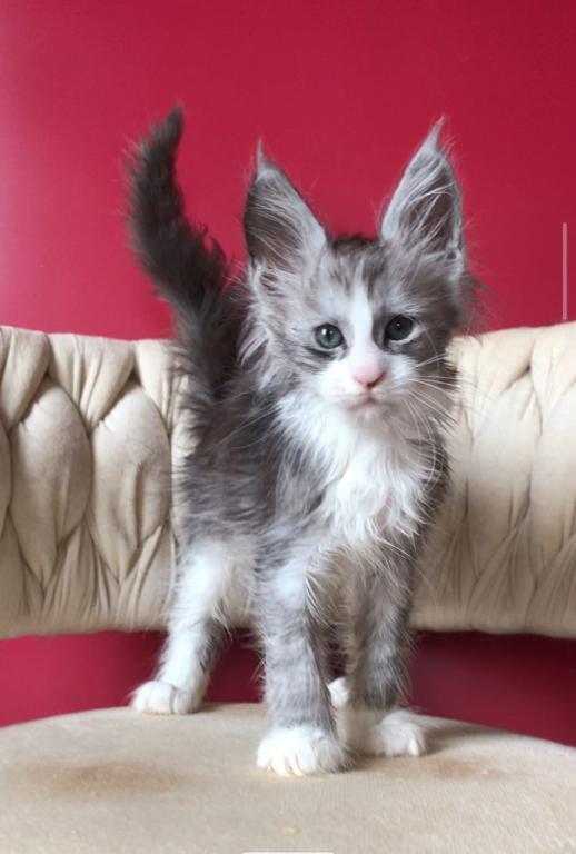 Maine Coon EZ Yan photo 4