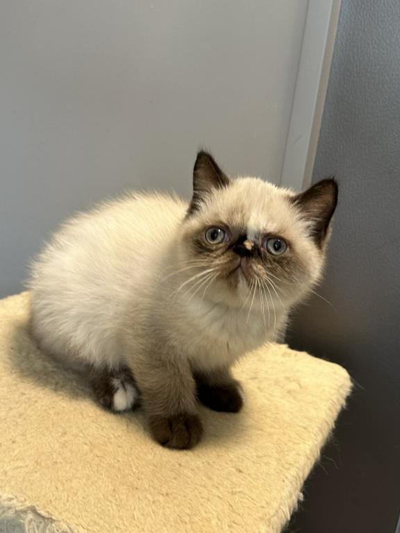 Seal Tortie Points Exotic Shorthair Female photo 3