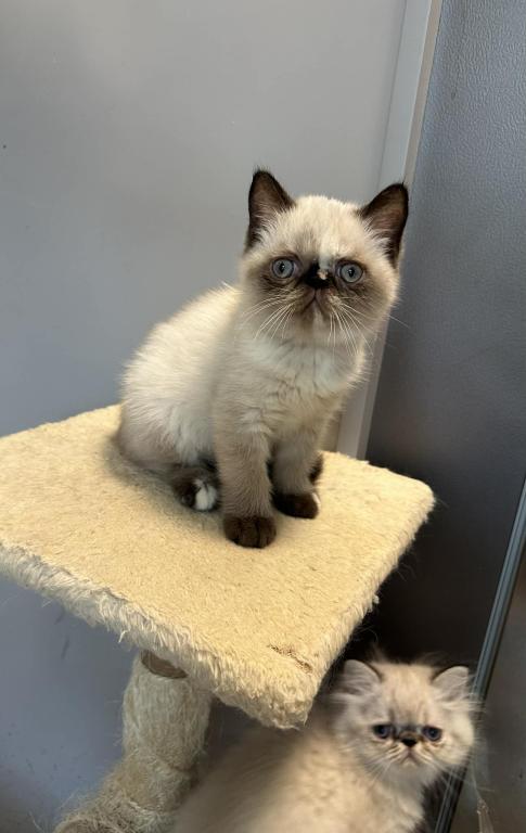 Seal Tortie Points Exotic Shorthair Female photo 9