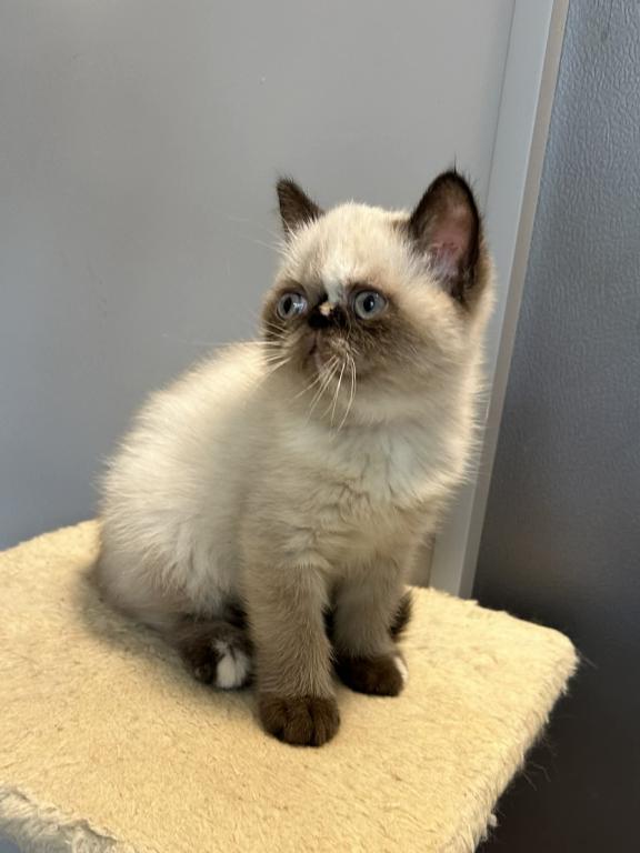 Seal Tortie Points Exotic Shorthair Female photo 5