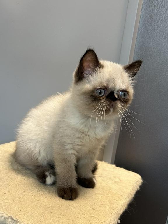 Seal Tortie Points Exotic Shorthair Female photo 10