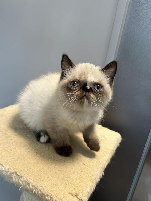 Seal Tortie Points Exotic Shorthair Female photo 7