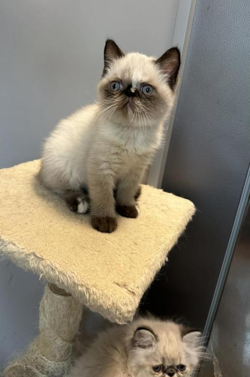 Seal Tortie Points Exotic Shorthair Female photo 8