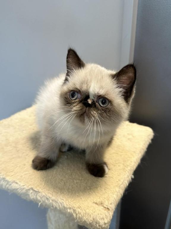 Seal Tortie Points Exotic Shorthair Female photo 6