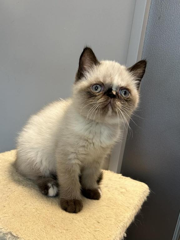 Seal Tortie Points Exotic Shorthair Female photo 12