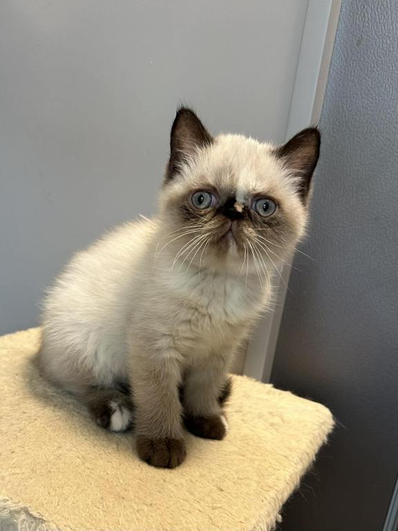 Seal Tortie Points Exotic Shorthair Female photo 1