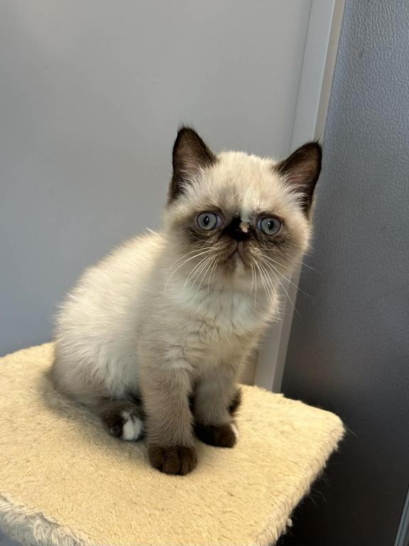 Seal Tortie Points Exotic Shorthair Female photo 11