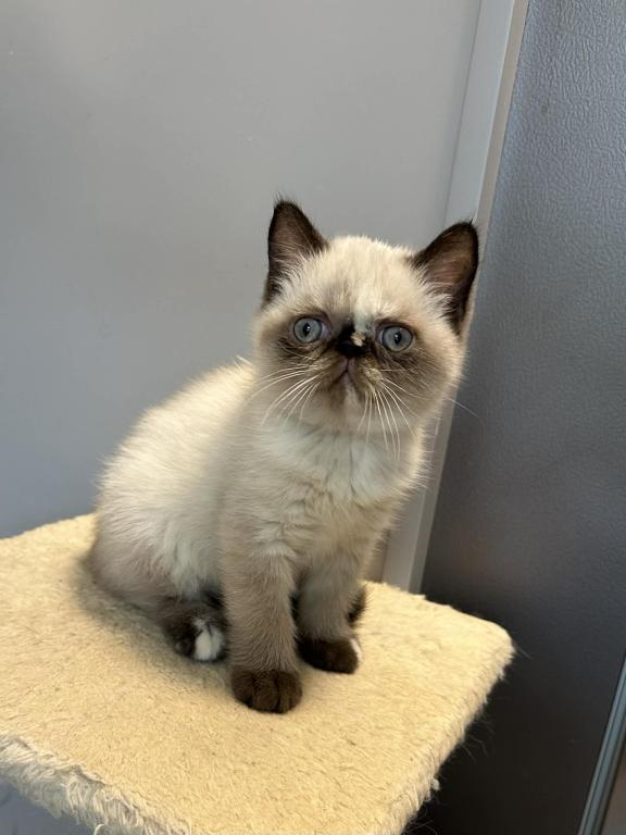 Seal Tortie Points Exotic Shorthair Female photo 4