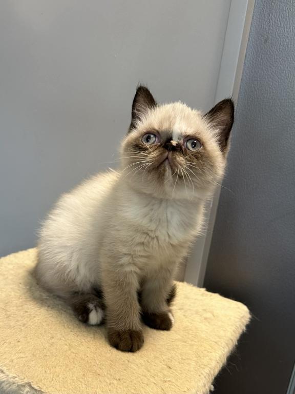 Seal Tortie Points Exotic Shorthair Female photo 2