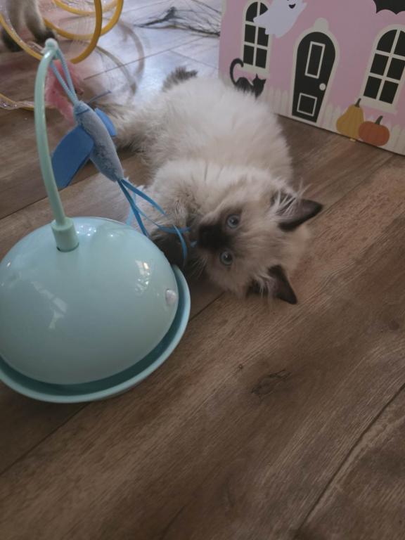 Rebeccas Ragdoll's photo 2