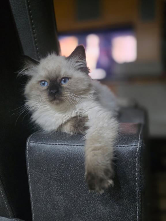 Rebeccas Ragdoll's photo 3