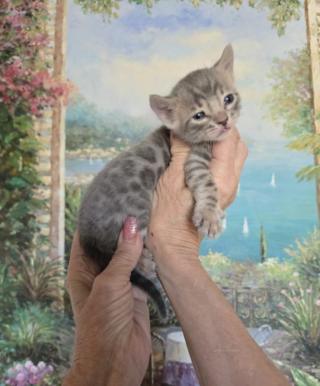 Gorgeous Blue Spotted Rosetted photo 1