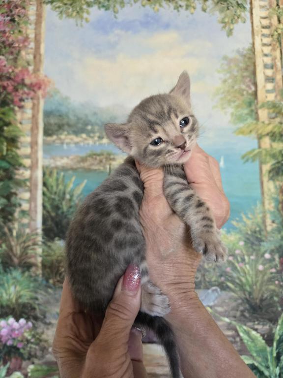 Gorgeous Blue Spotted Rosetted photo 2