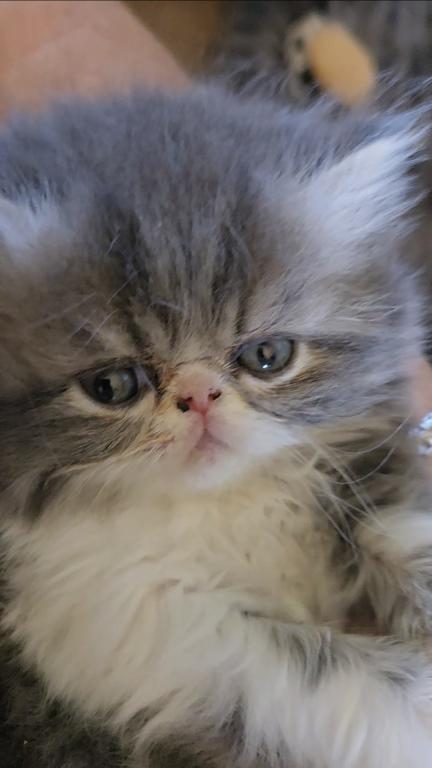 Levi Fluffington