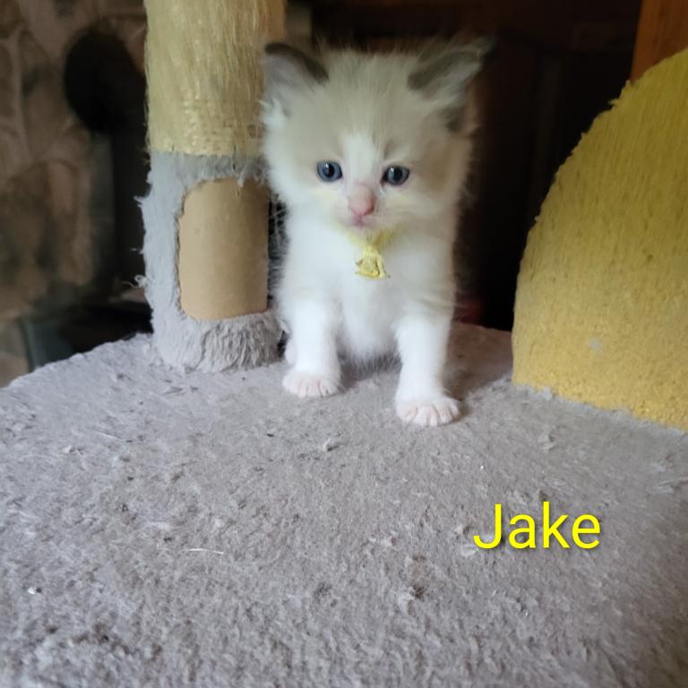 Jake photo 1