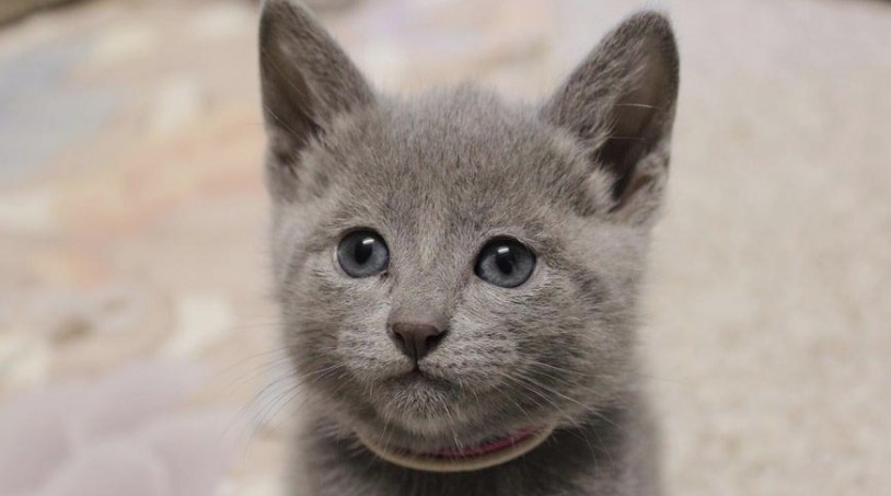 NEW Russian Blues photo 2